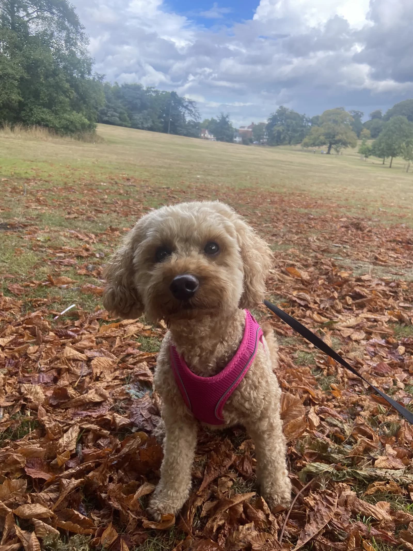 Happy dog on a walk with Chloe's Pet Care