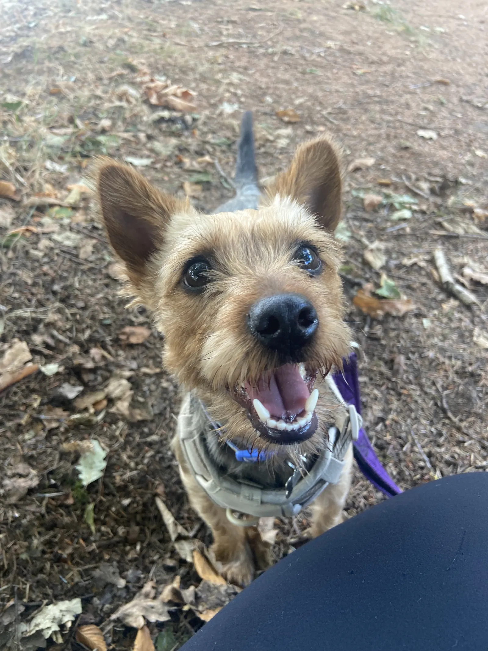 Happy dog on a walk with Chloe's Pet Care