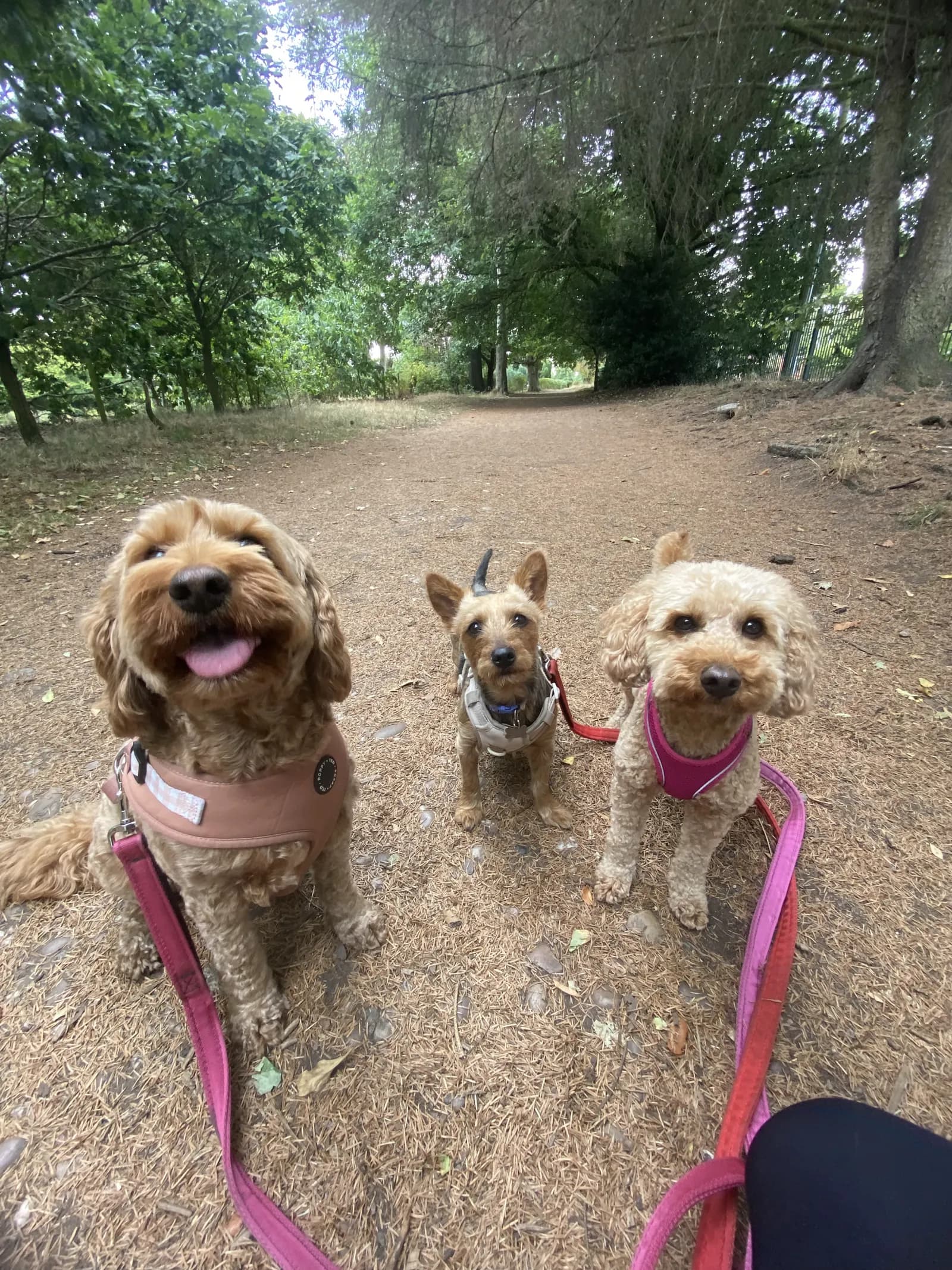 Happy dog on a walk with Chloe's Pet Care