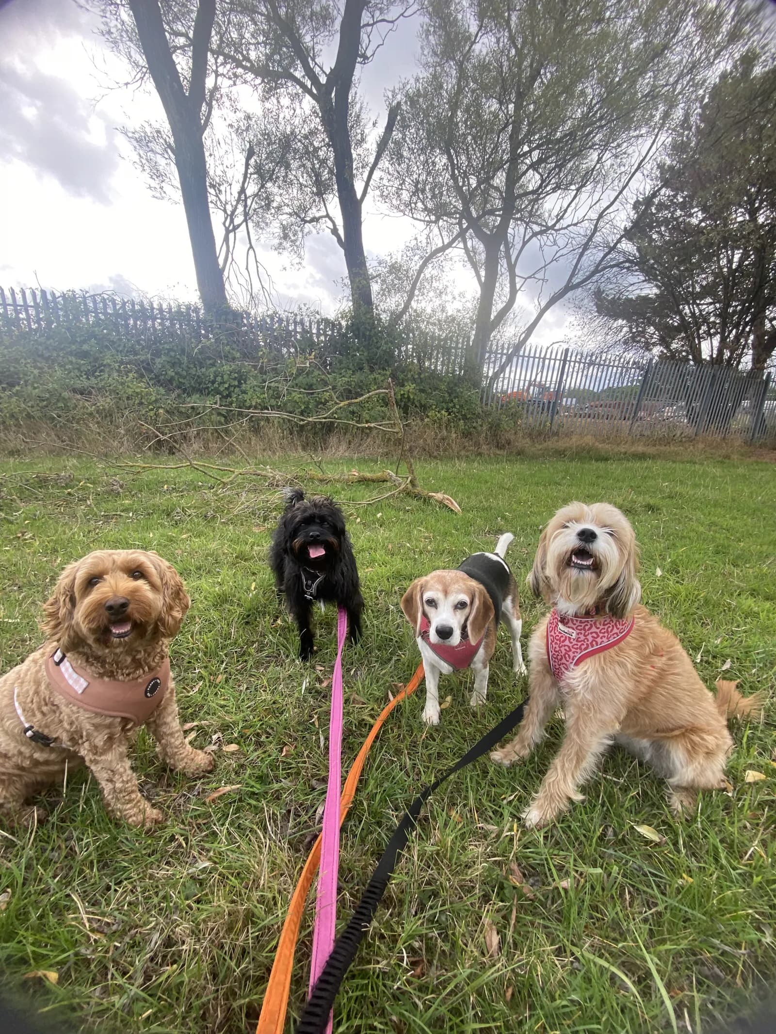 Happy dog on a walk with Chloe's Pet Care