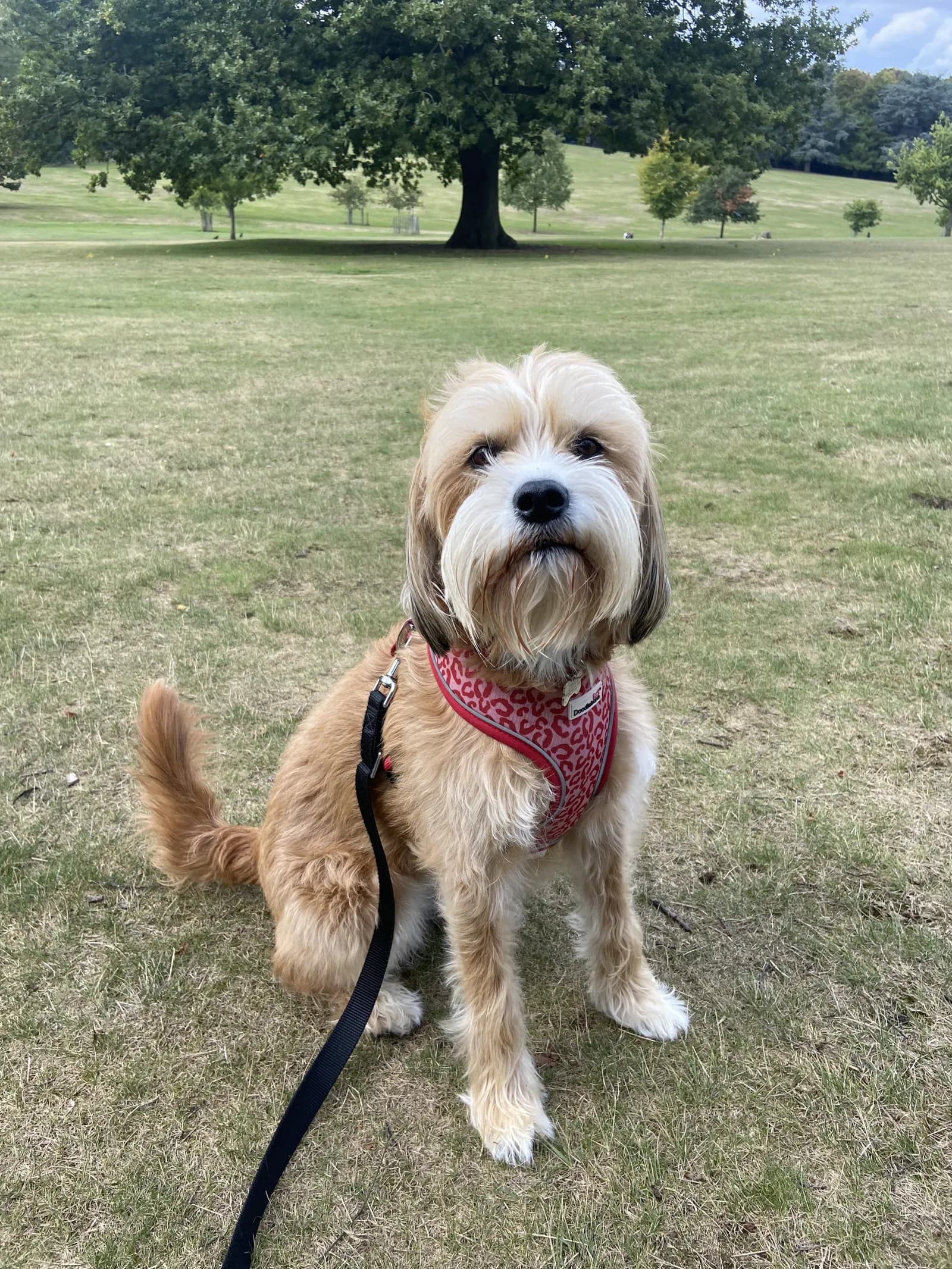 Happy dog on a walk with Chloe's Pet Care