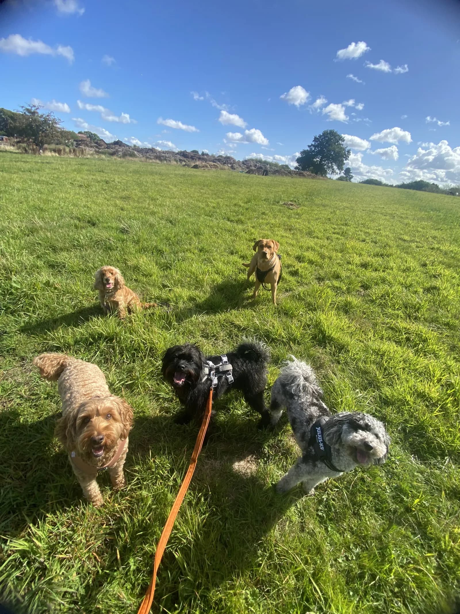 Happy dog on a walk with Chloe's Pet Care