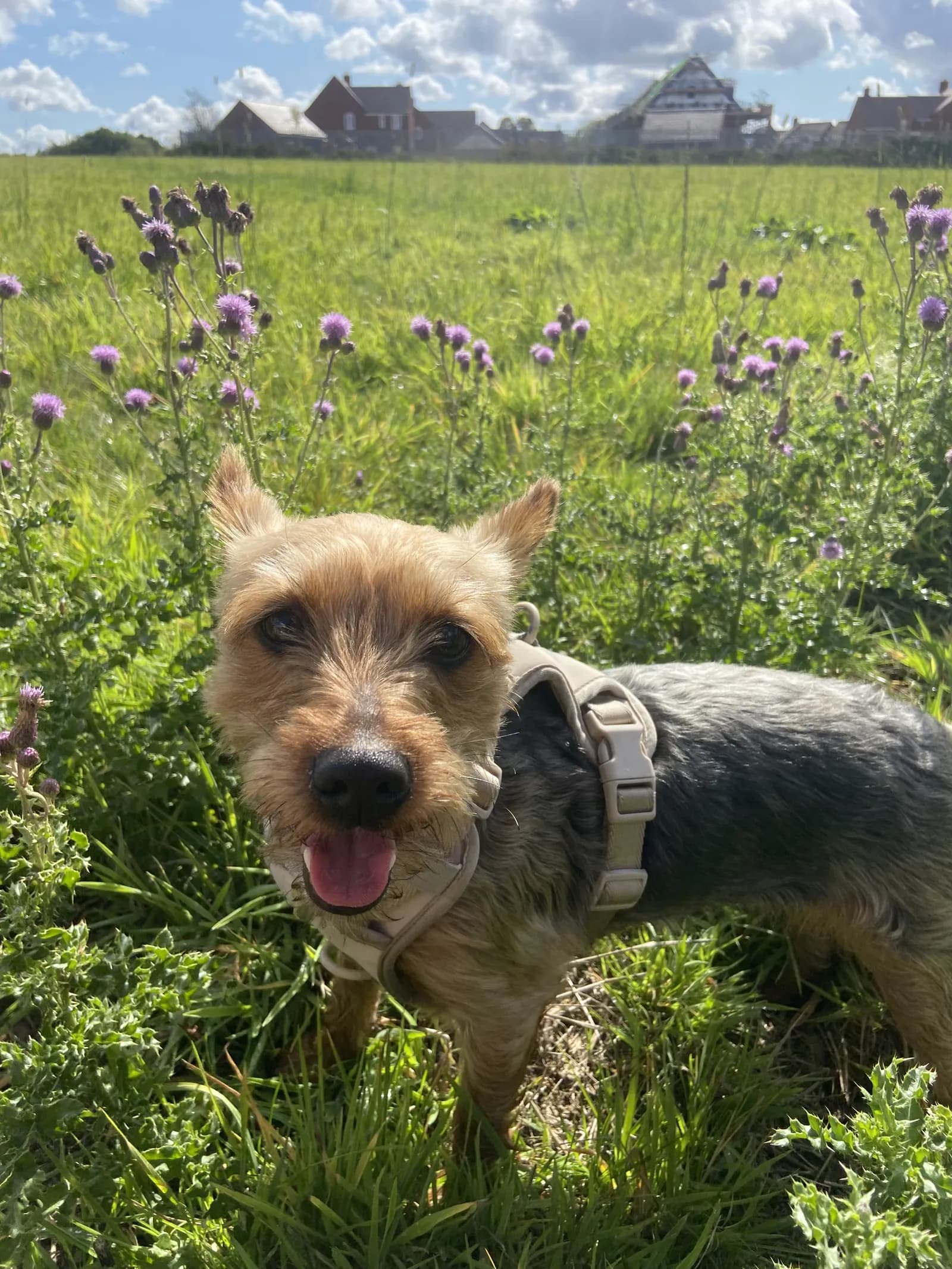 Happy dog on a walk with Chloe's Pet Care