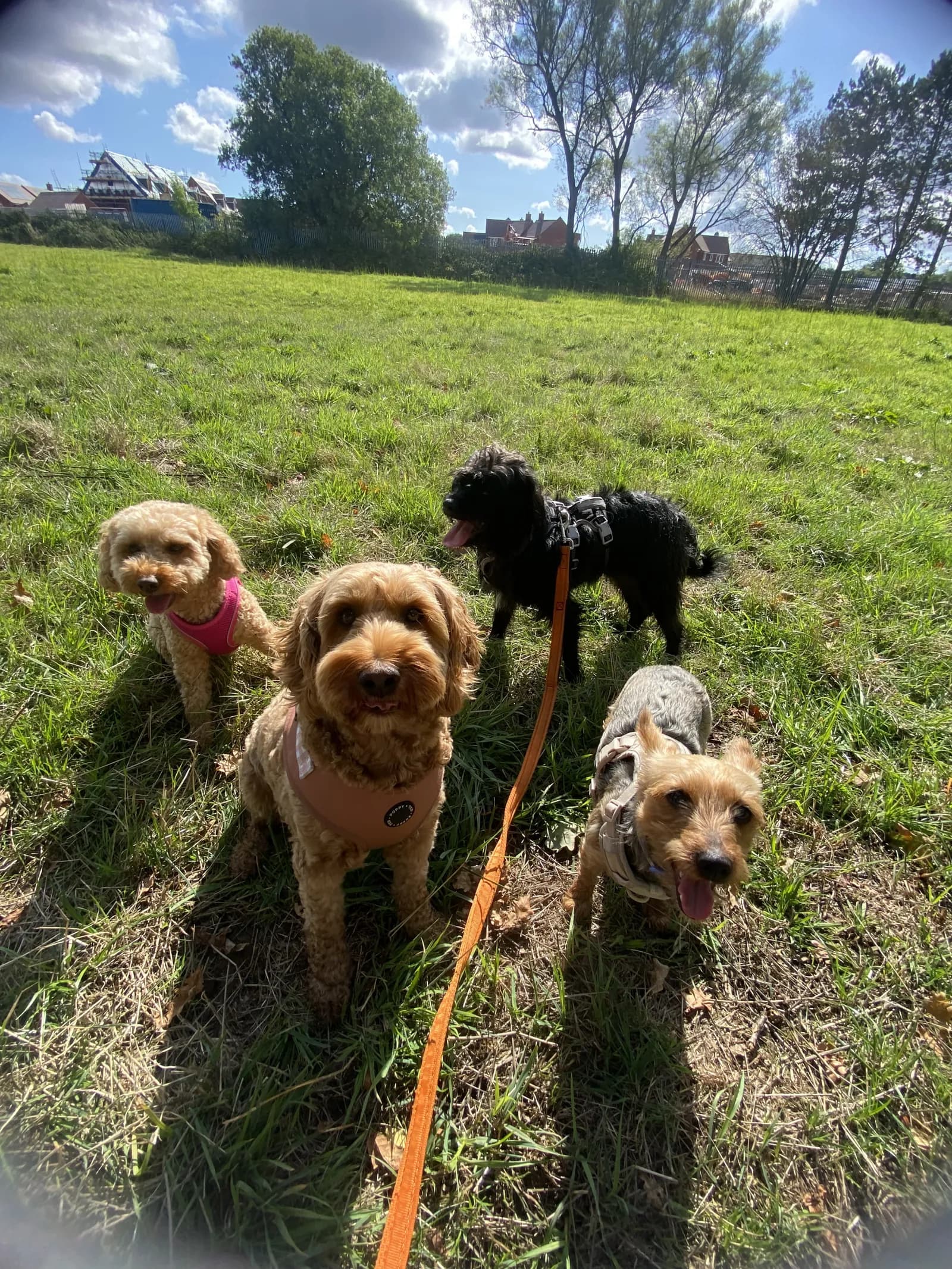 Happy dog on a walk with Chloe's Pet Care