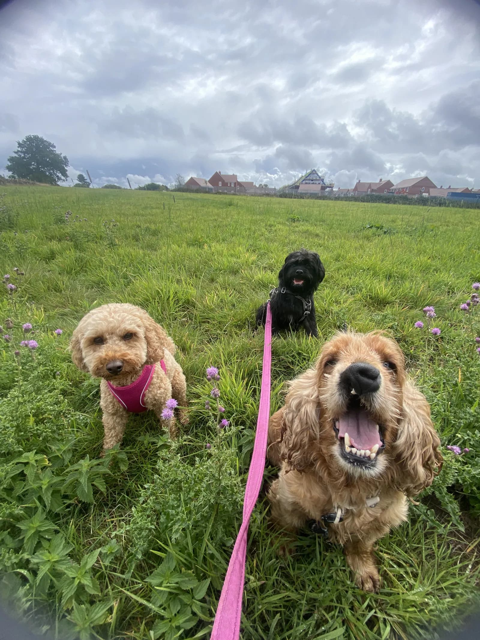 Happy dog on a walk with Chloe's Pet Care