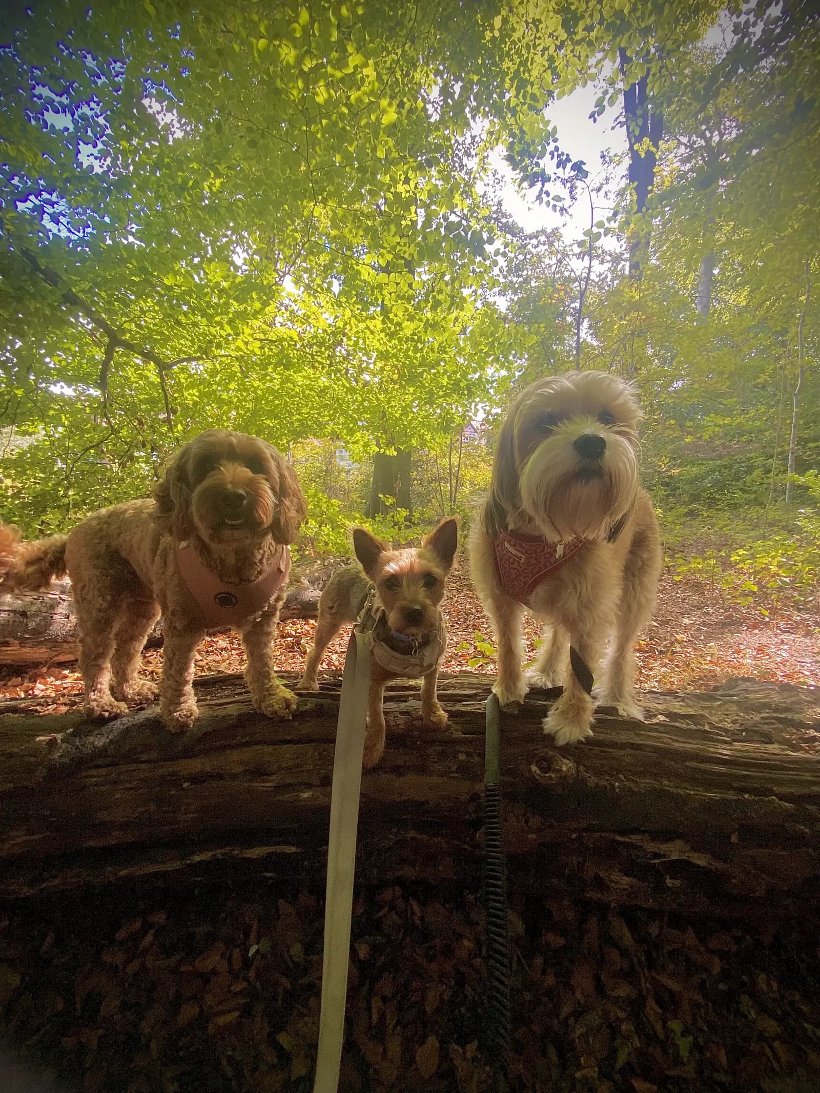 Happy dog on a walk with Chloe's Pet Care