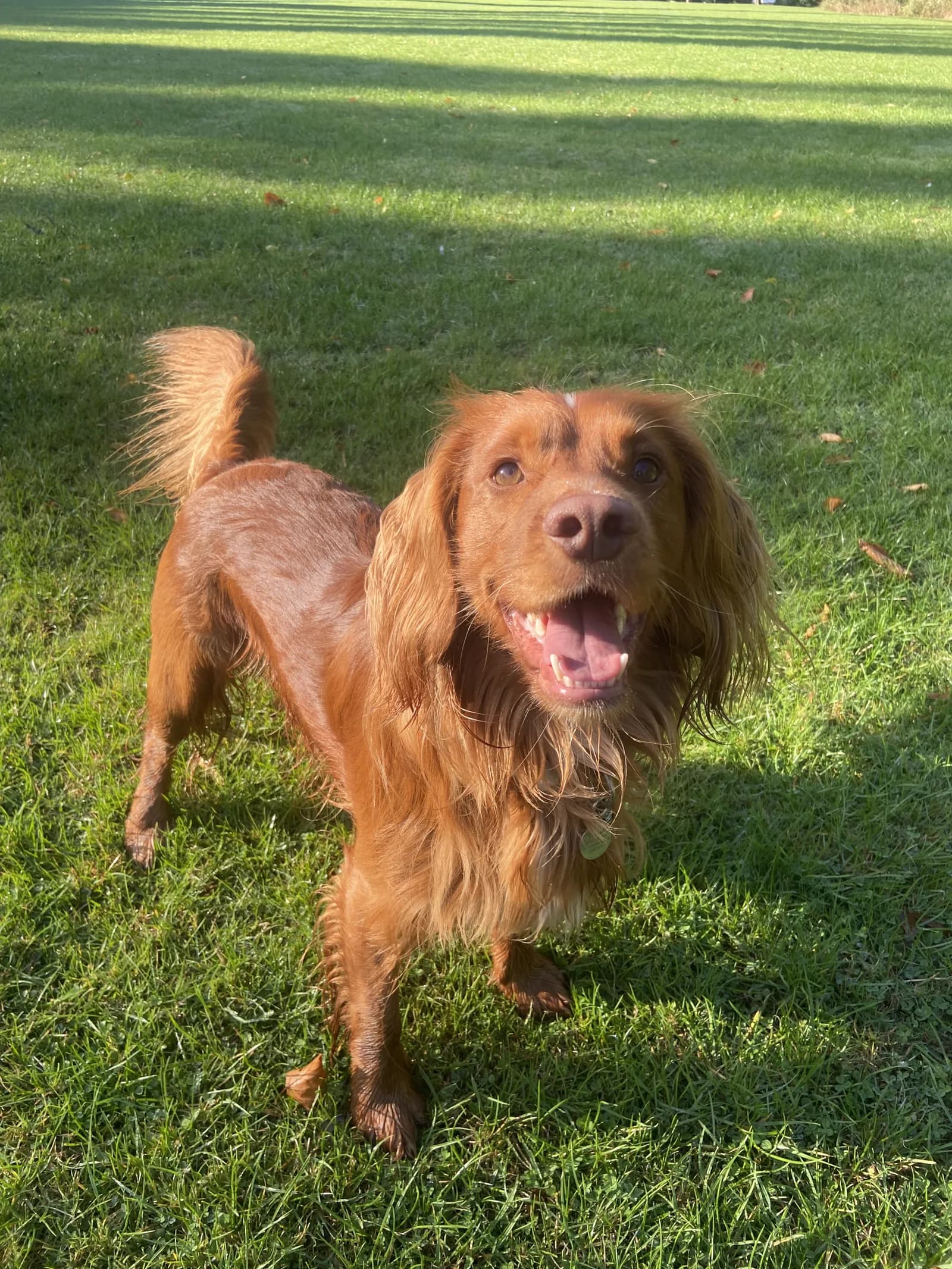 Happy dog on a walk with Chloe's Pet Care