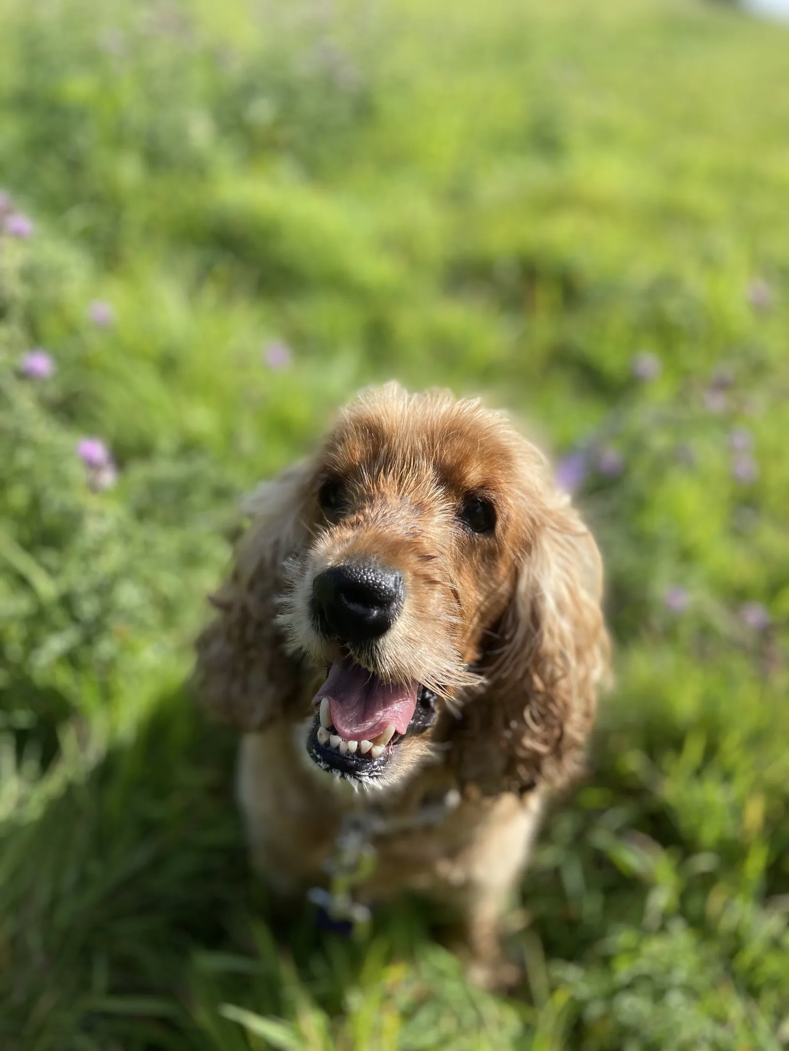 Happy dog on a walk with Chloe's Pet Care