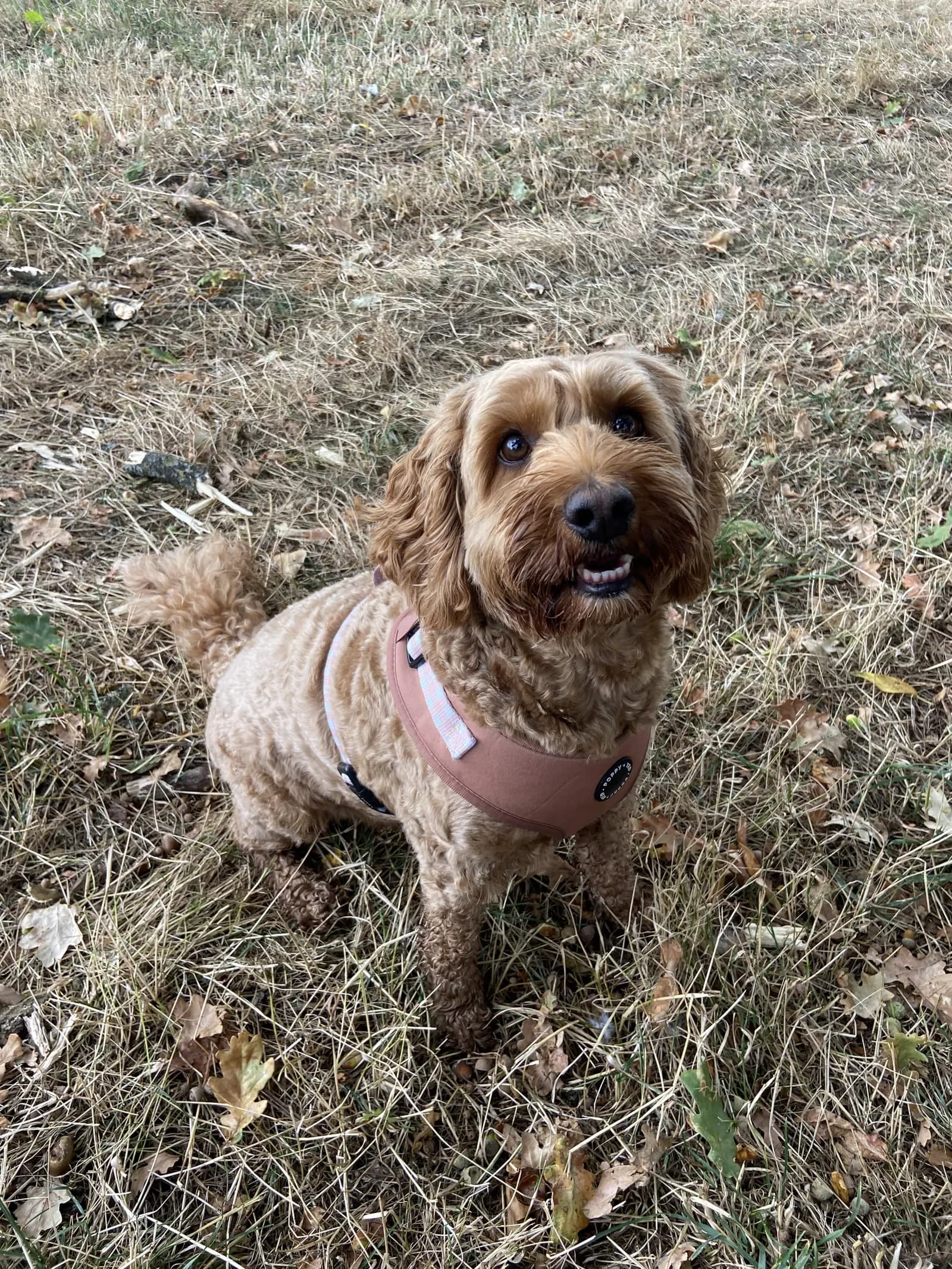 Happy dog on a walk with Chloe's Pet Care