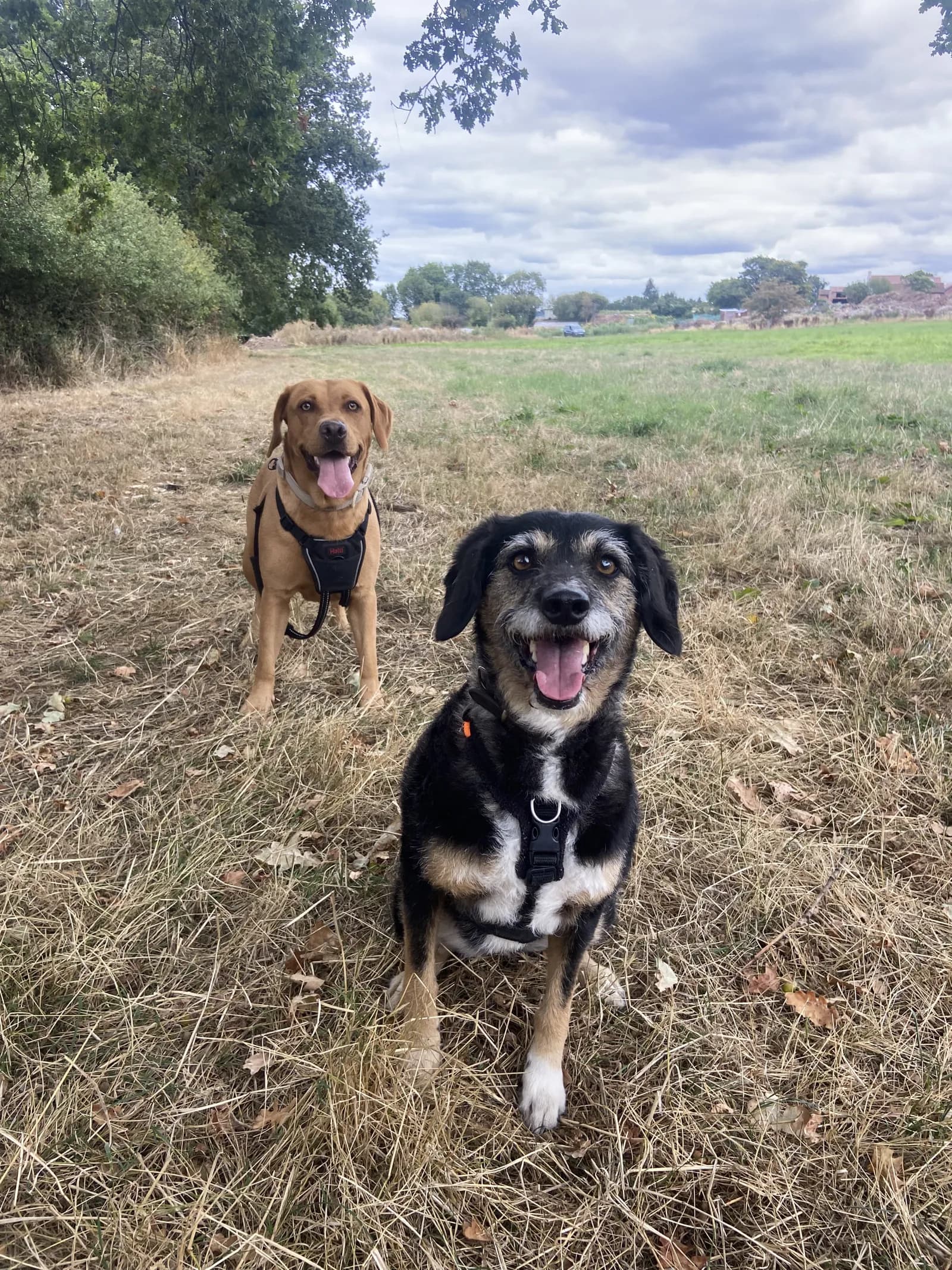 Happy dog on a walk with Chloe's Pet Care