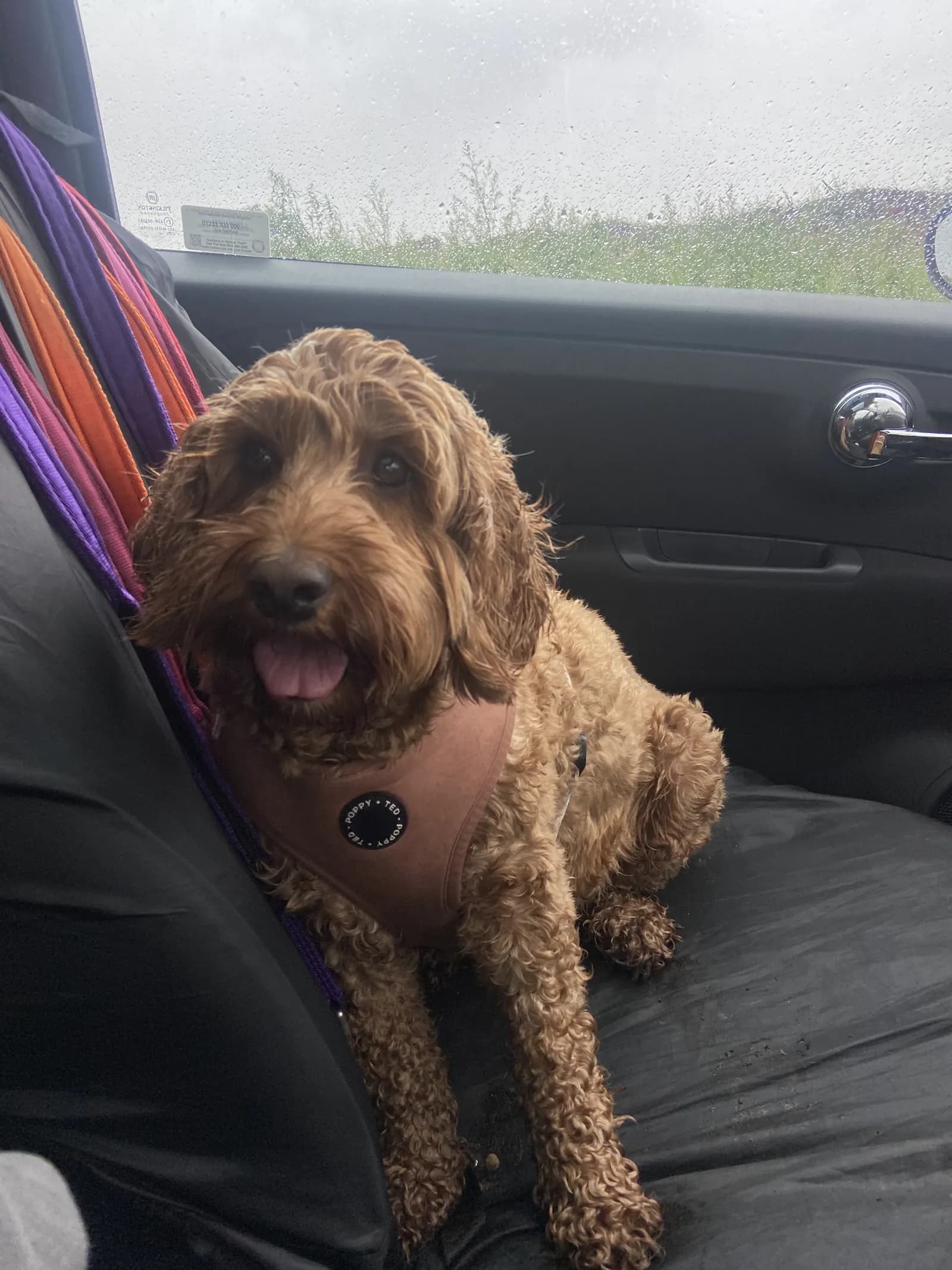 Happy dog on a walk with Chloe's Pet Care