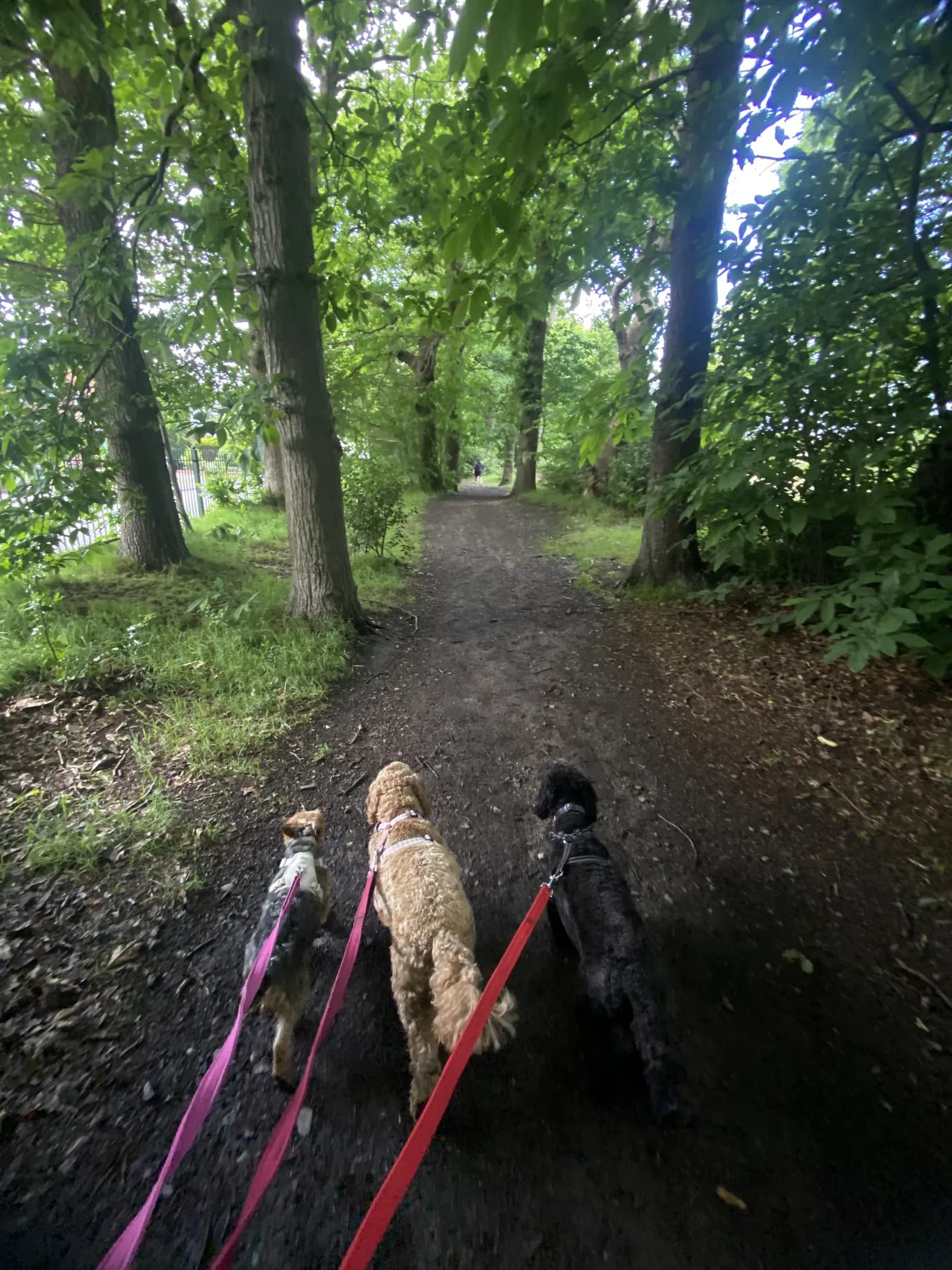 Happy dog on a walk with Chloe's Pet Care
