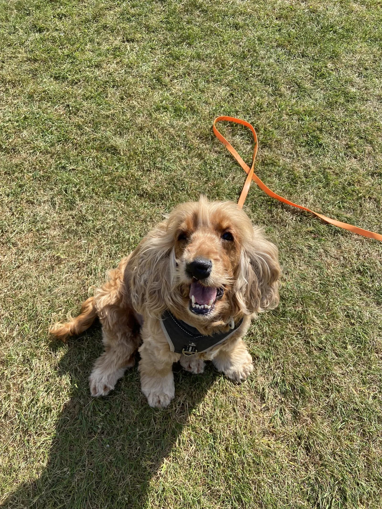 Happy dog on a walk with Chloe's Pet Care