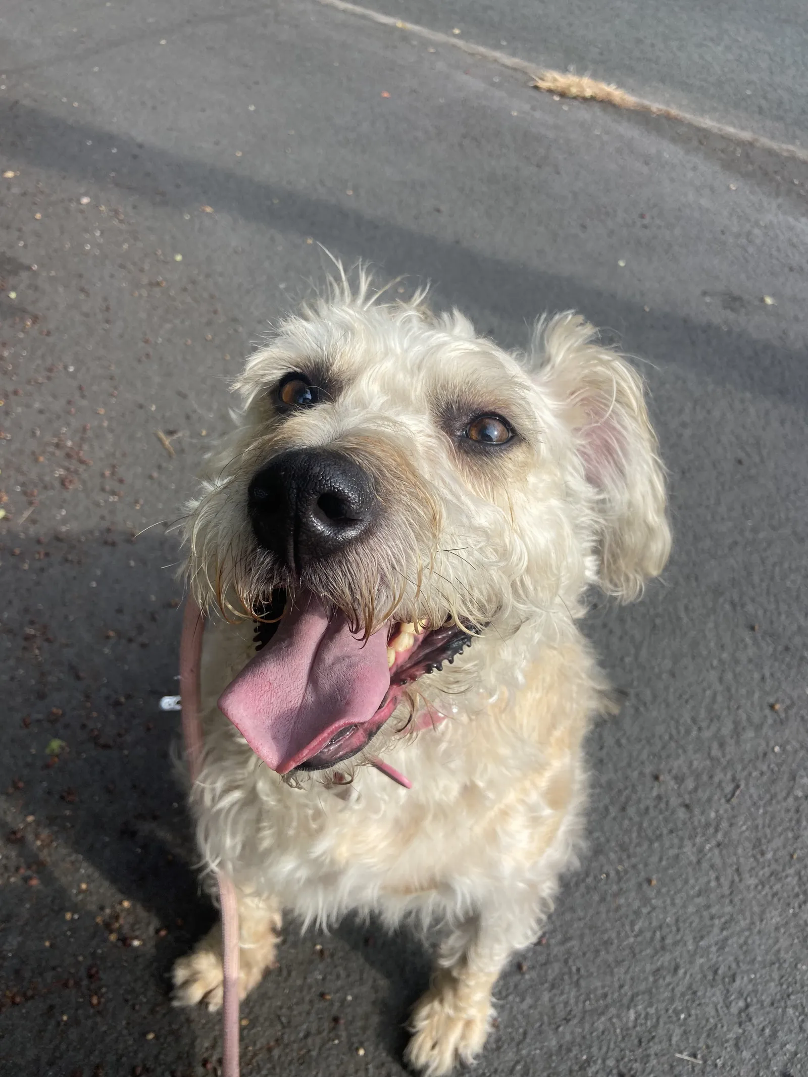 Happy dog on a walk with Chloe's Pet Care