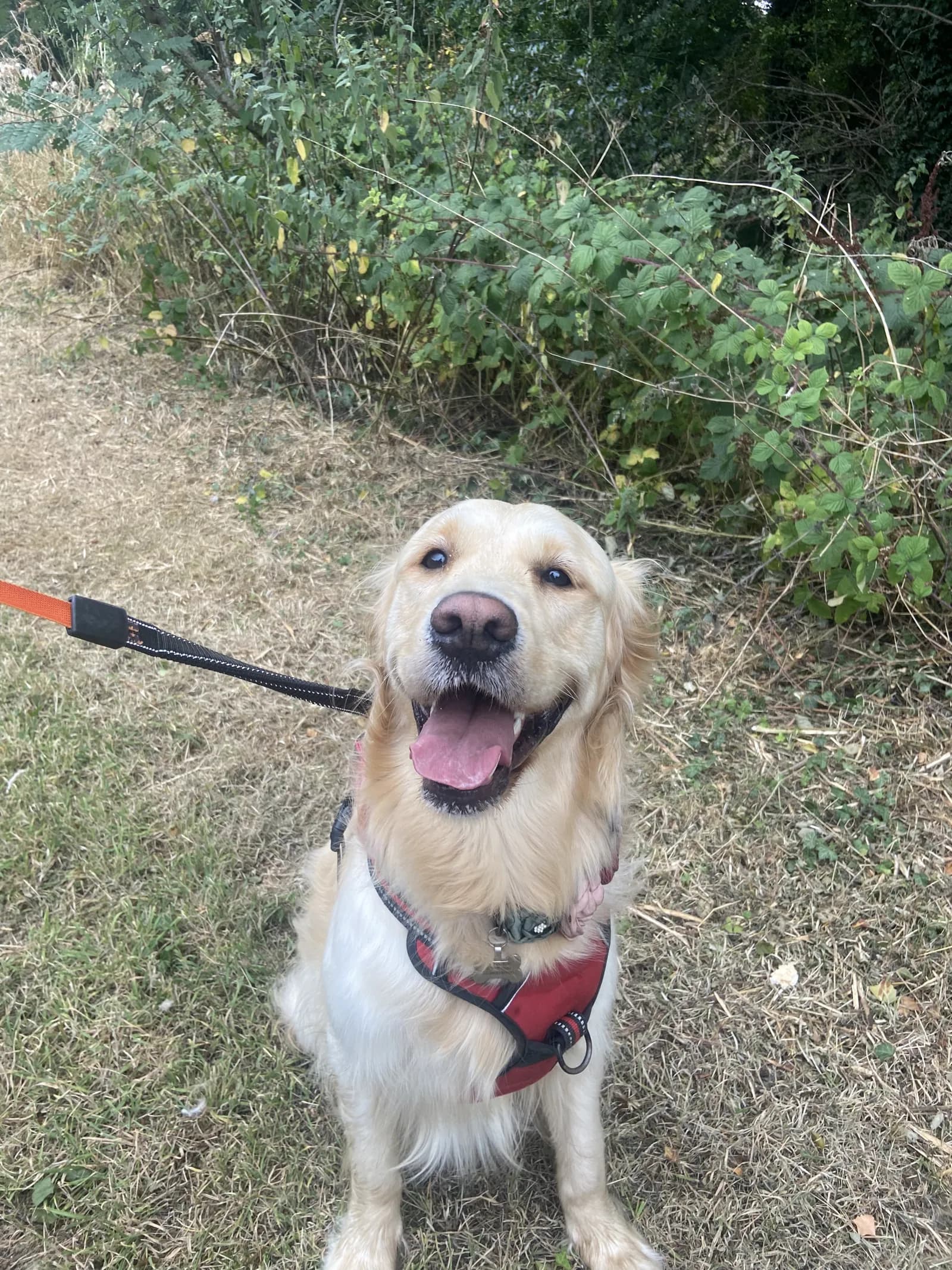 Happy dog on a walk with Chloe's Pet Care