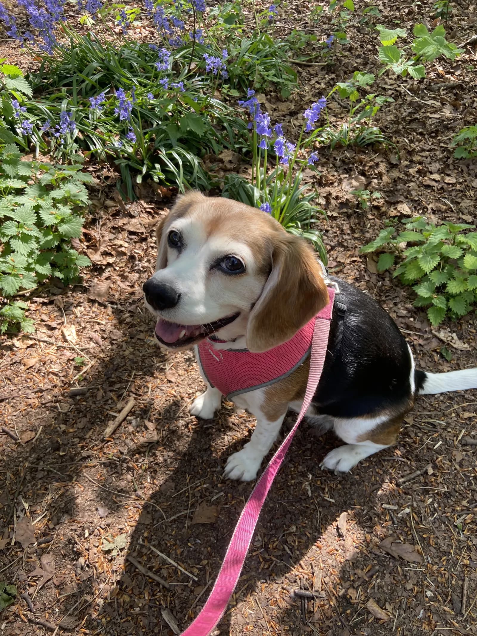 Happy dog on a walk with Chloe's Pet Care