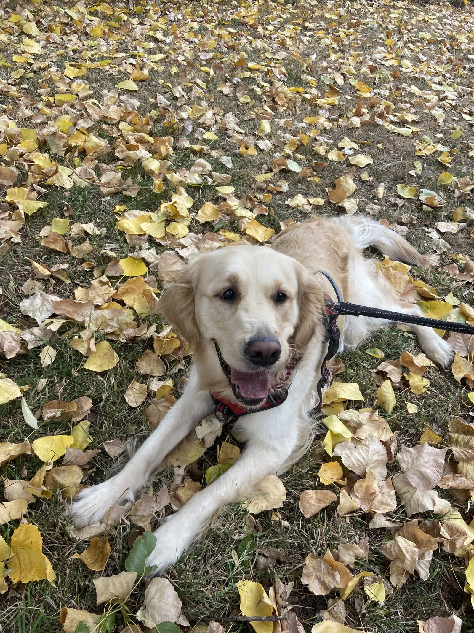 Happy dog on a walk with Chloe's Pet Care
