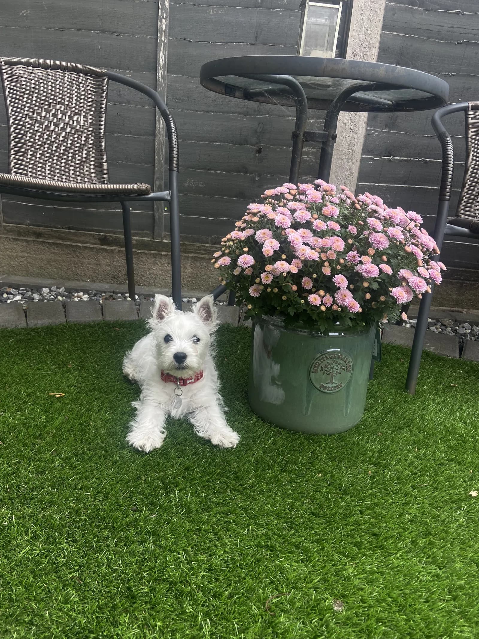 Happy dog on a walk with Chloe's Pet Care