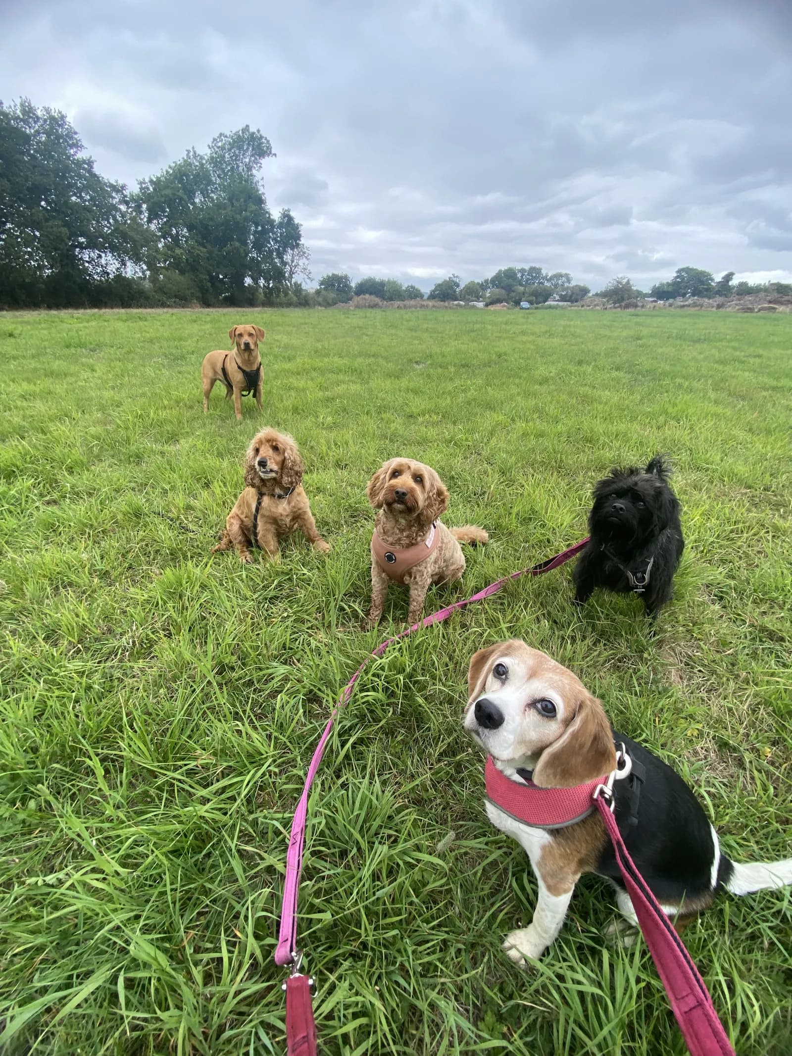 Happy dog on a walk with Chloe's Pet Care