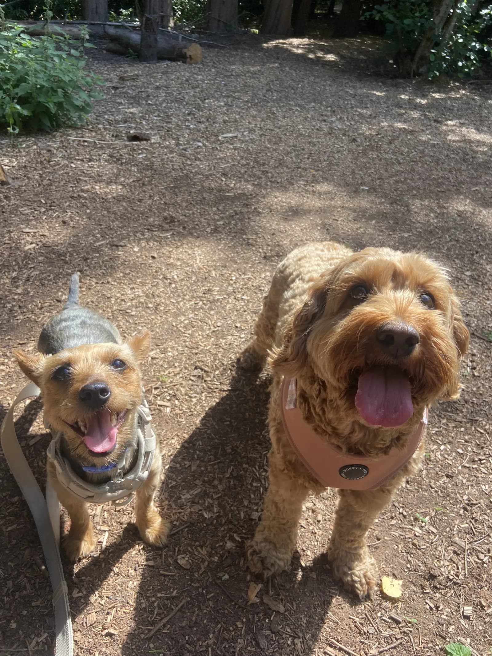Happy dog on a walk with Chloe's Pet Care