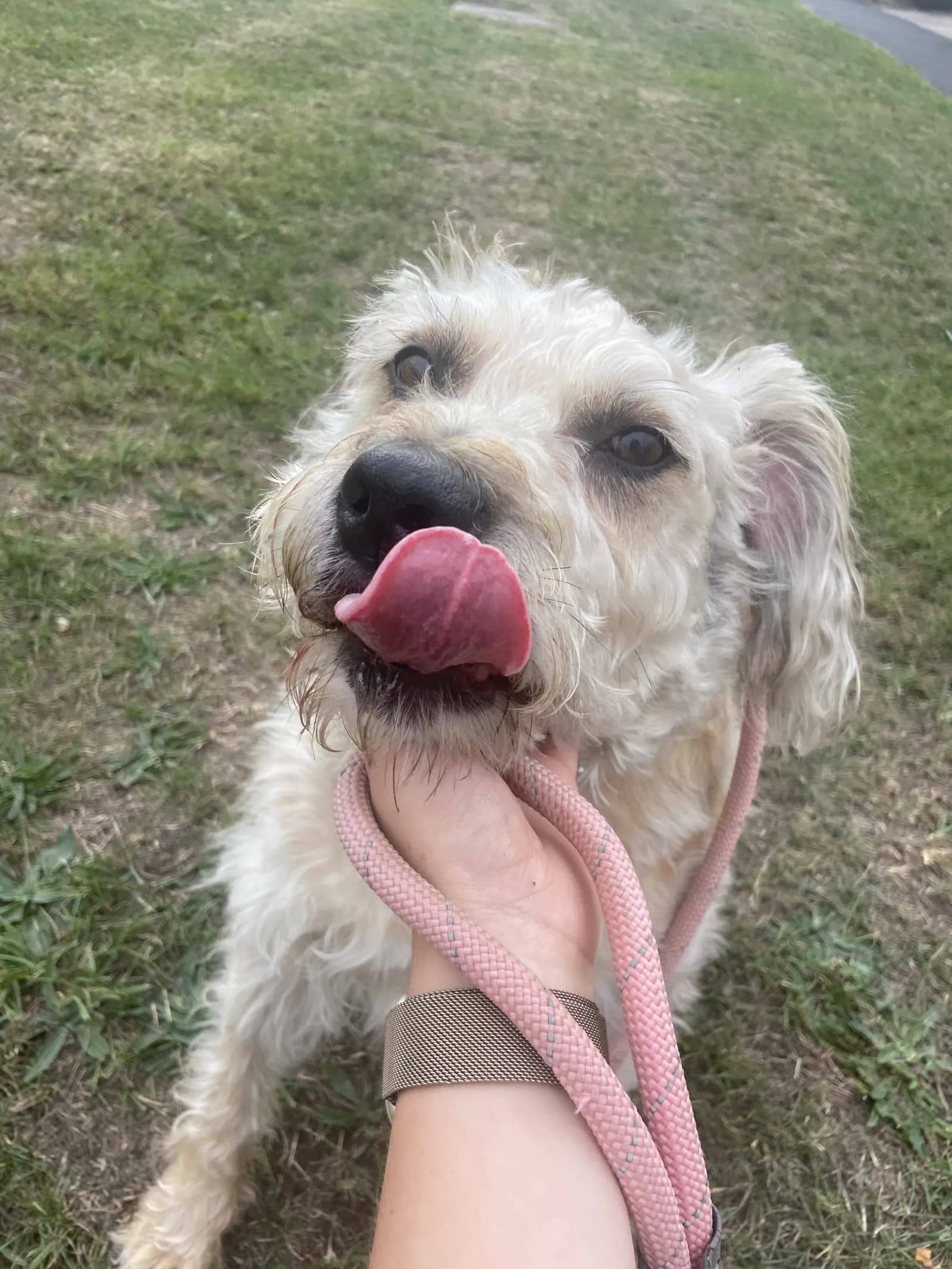 Happy dog on a walk with Chloe's Pet Care