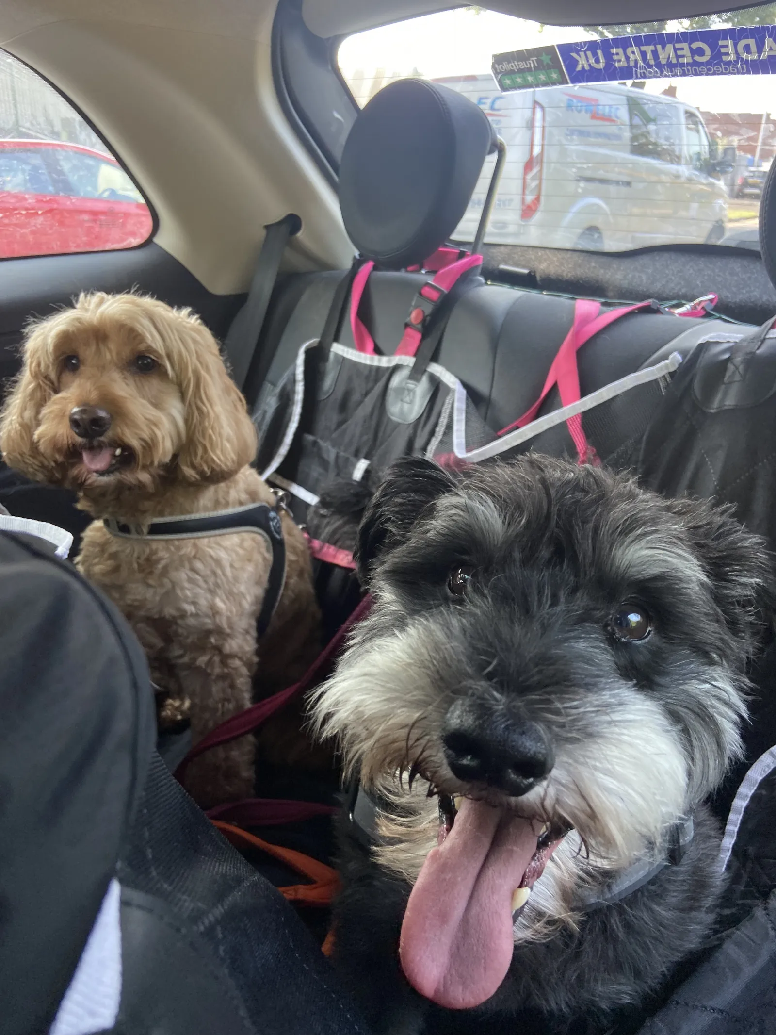 Happy dog on a walk with Chloe's Pet Care