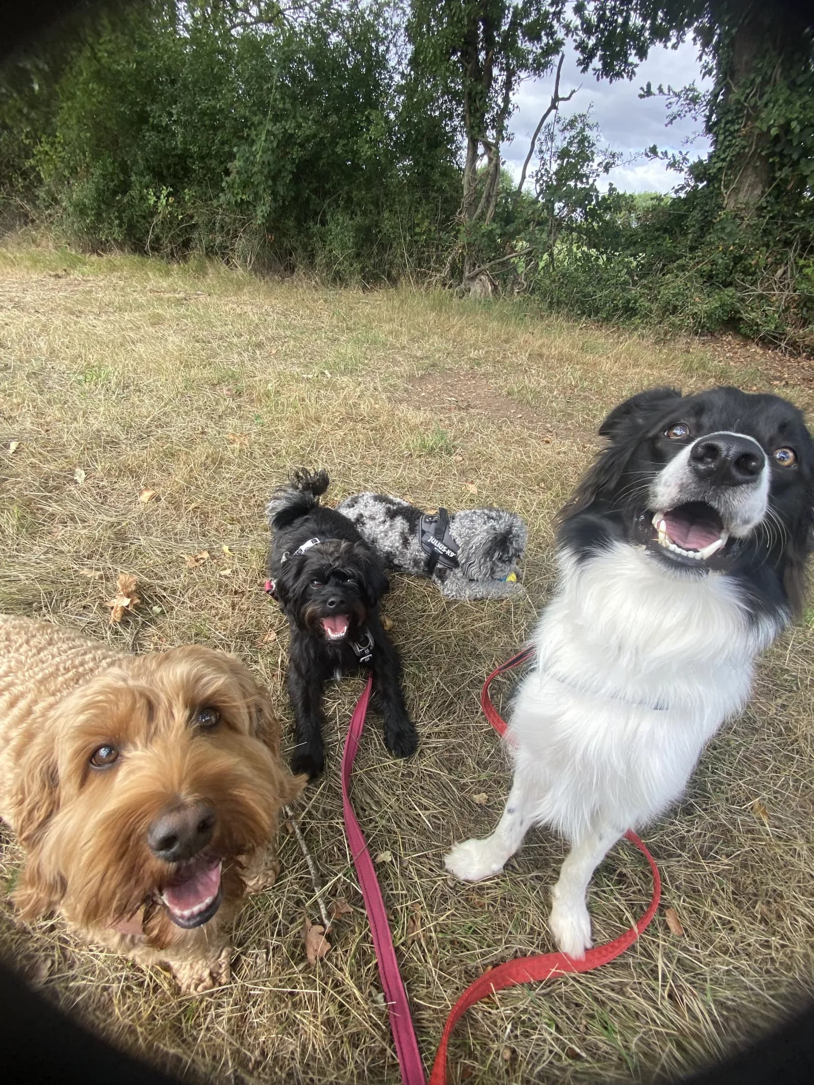 Happy dog on a walk with Chloe's Pet Care