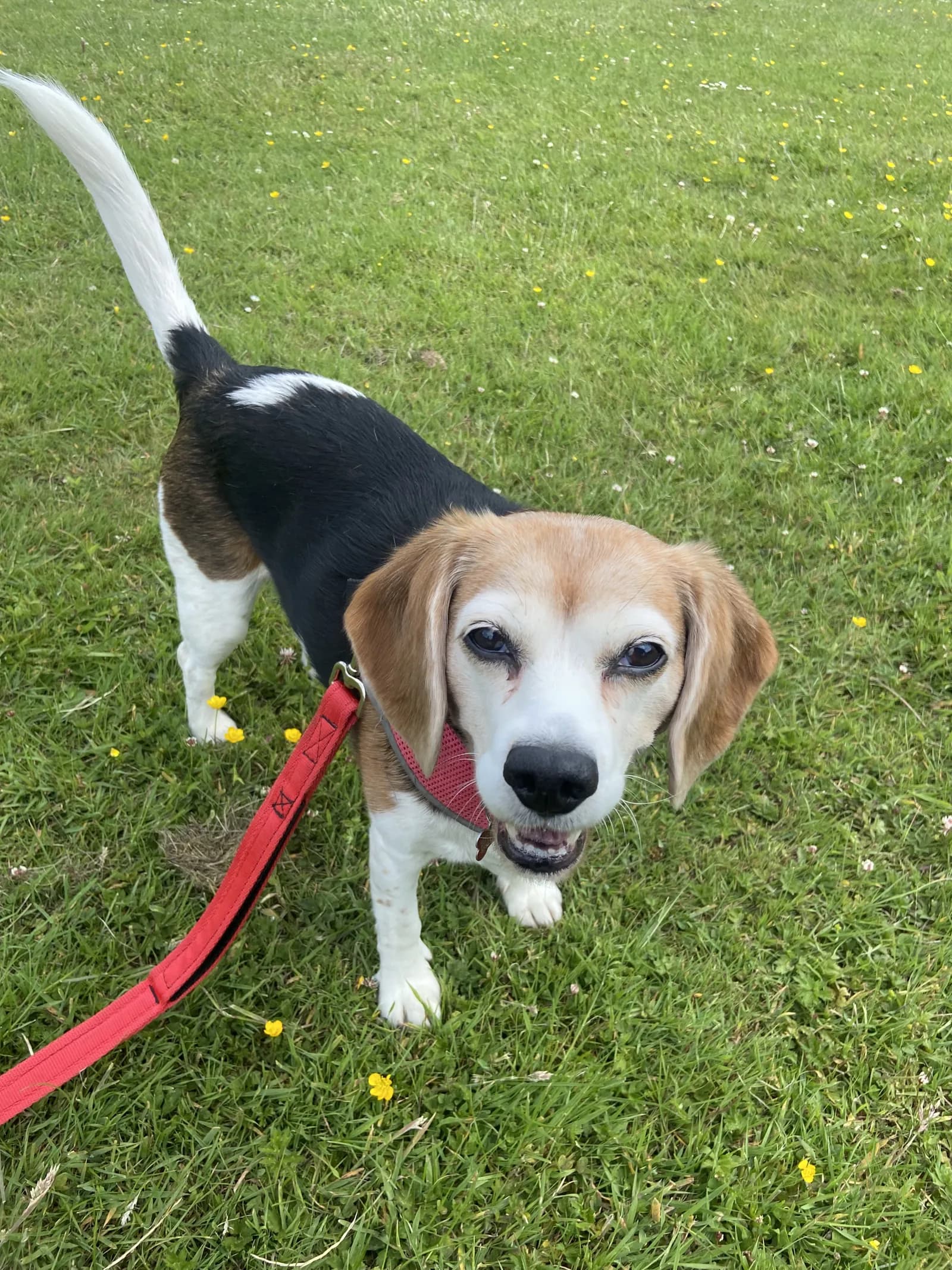 Happy dog on a walk with Chloe's Pet Care