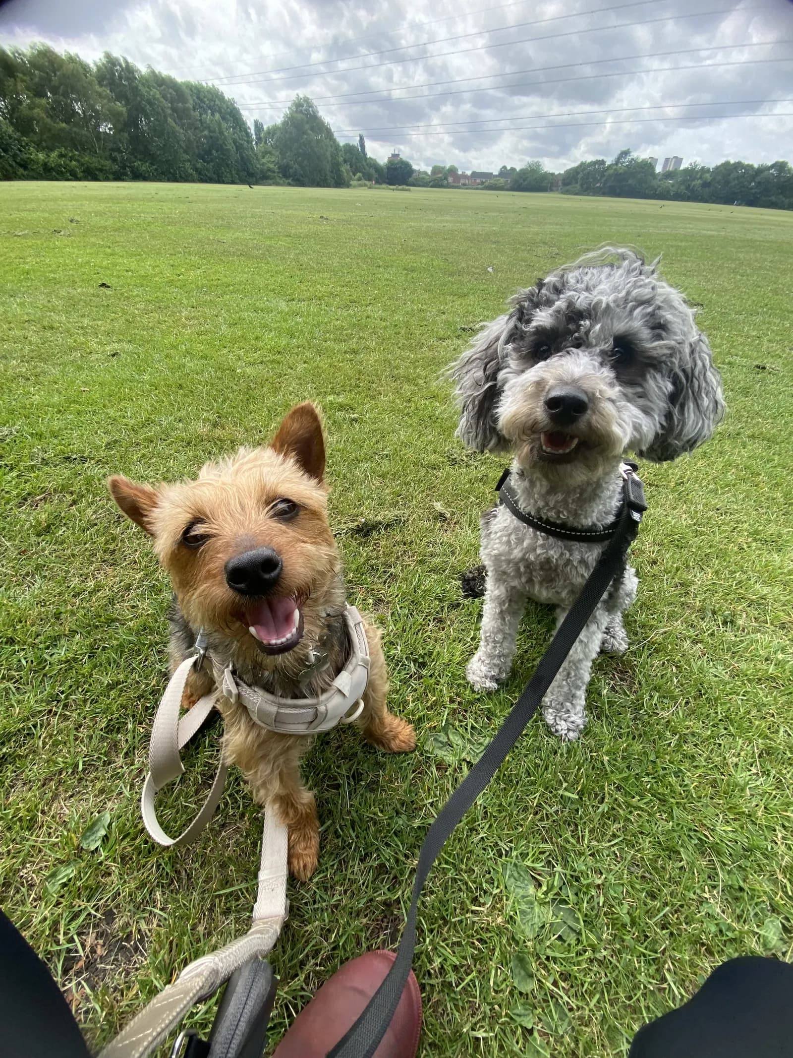 Happy dog on a walk with Chloe's Pet Care