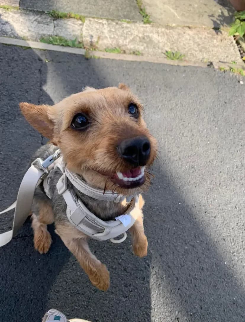 Happy dog on a walk with Chloe's Pet Care