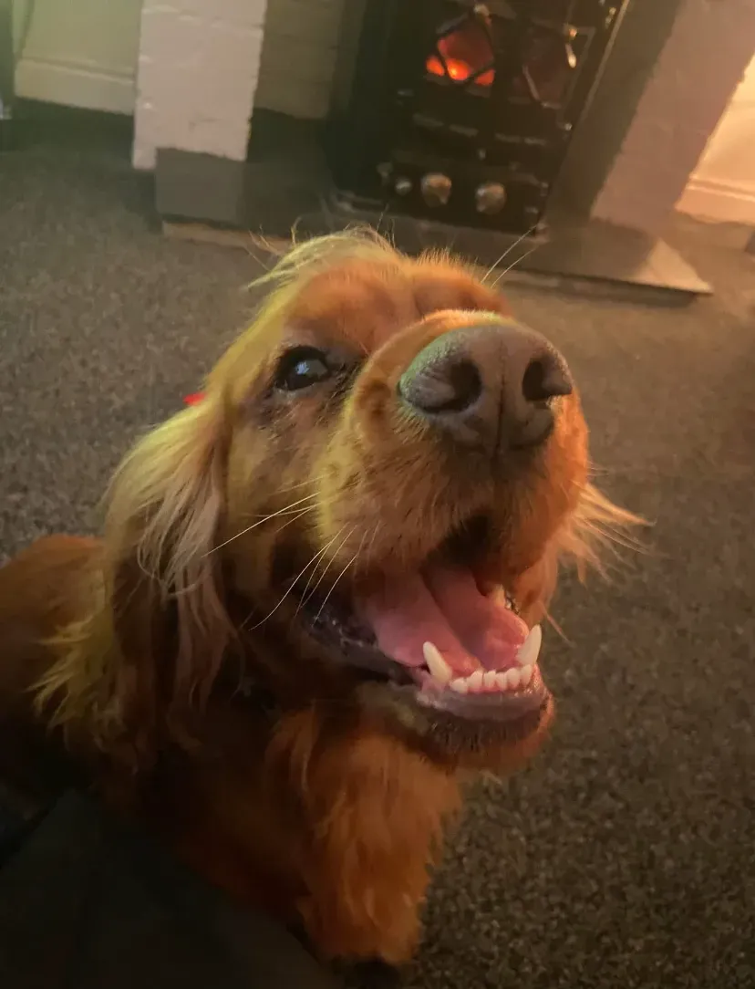 Happy dog on a walk with Chloe's Pet Care