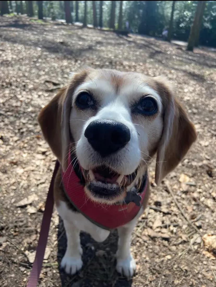 Happy dog on a walk with Chloe's Pet Care