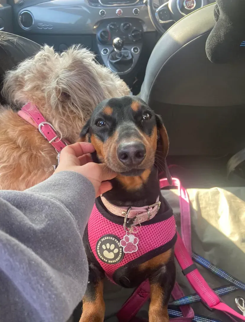 Happy dog on a walk with Chloe's Pet Care