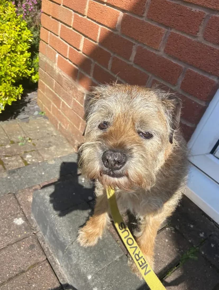 Happy dog on a walk with Chloe's Pet Care
