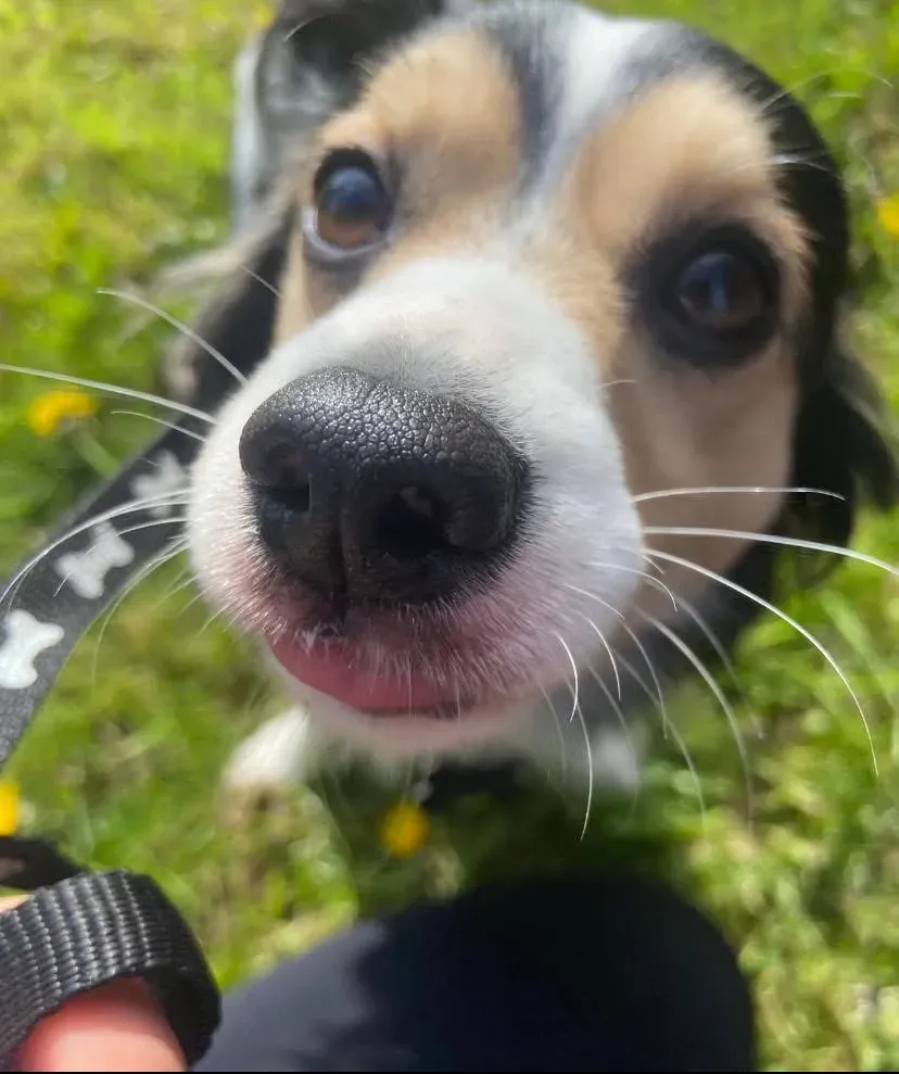 Happy dog on a walk with Chloe's Pet Care