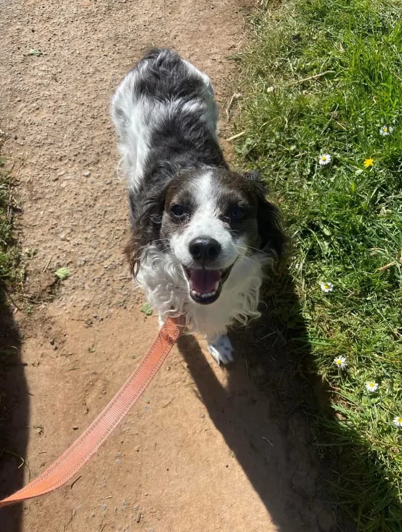 Happy dog on a walk with Chloe's Pet Care