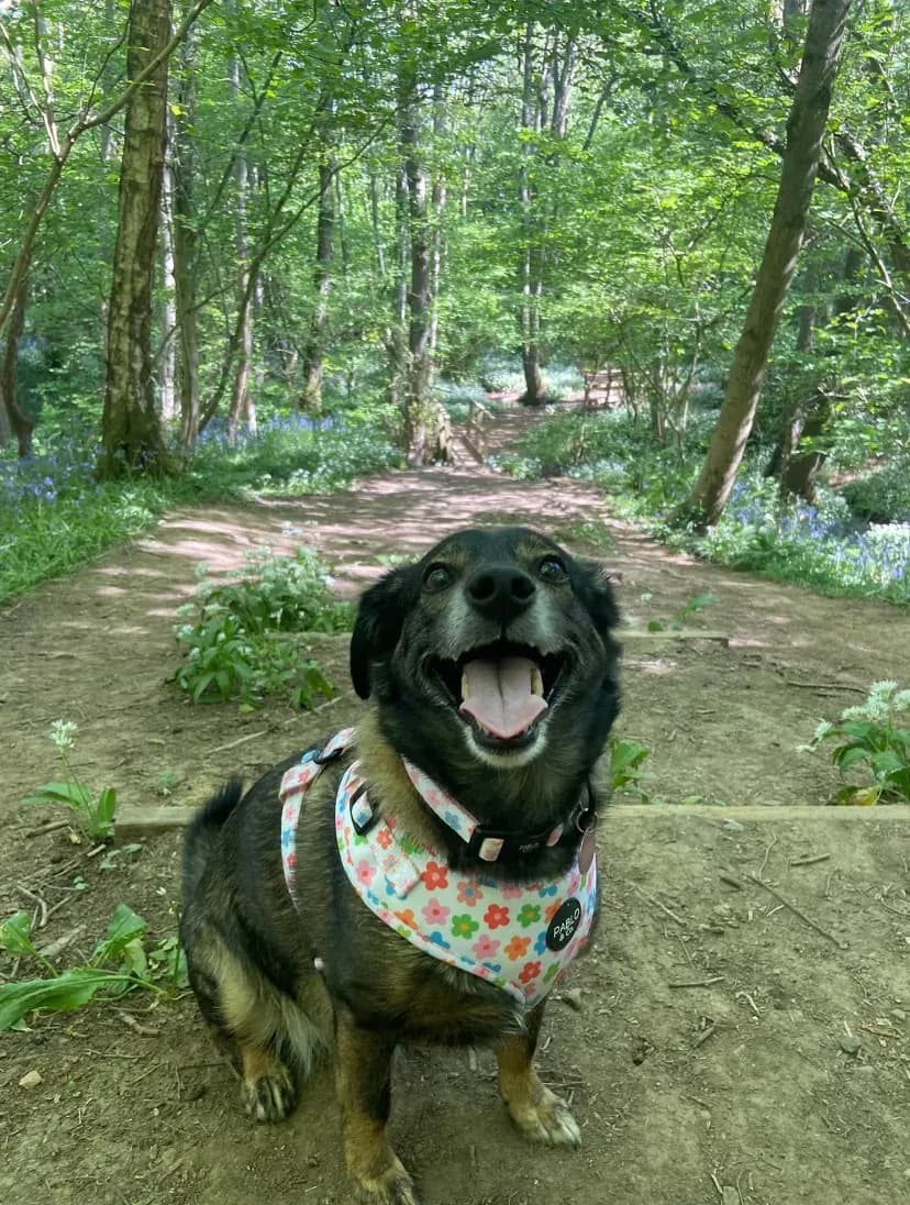 Happy dog on a walk with Chloe's Pet Care