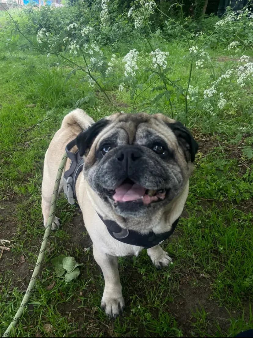 Happy dog on a walk with Chloe's Pet Care