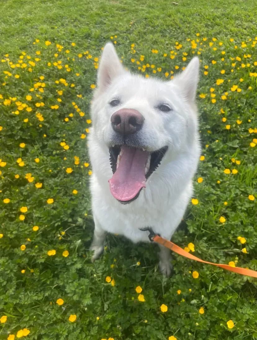 Happy dog on a walk with Chloe's Pet Care