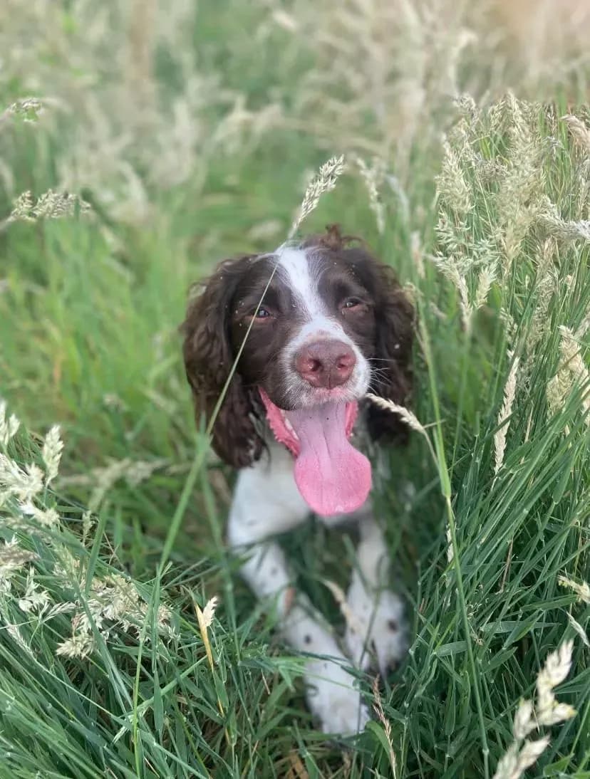 Happy dog on a walk with Chloe's Pet Care