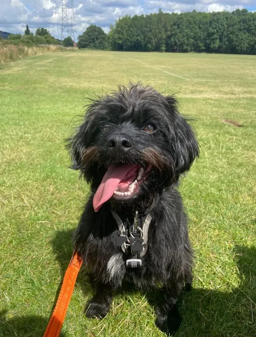 Happy dog on a walk with Chloe's Pet Care