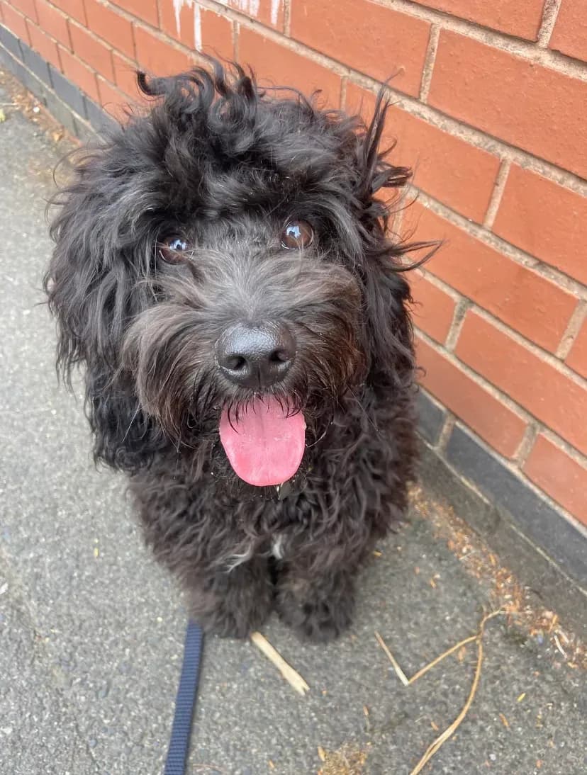 Happy dog on a walk with Chloe's Pet Care