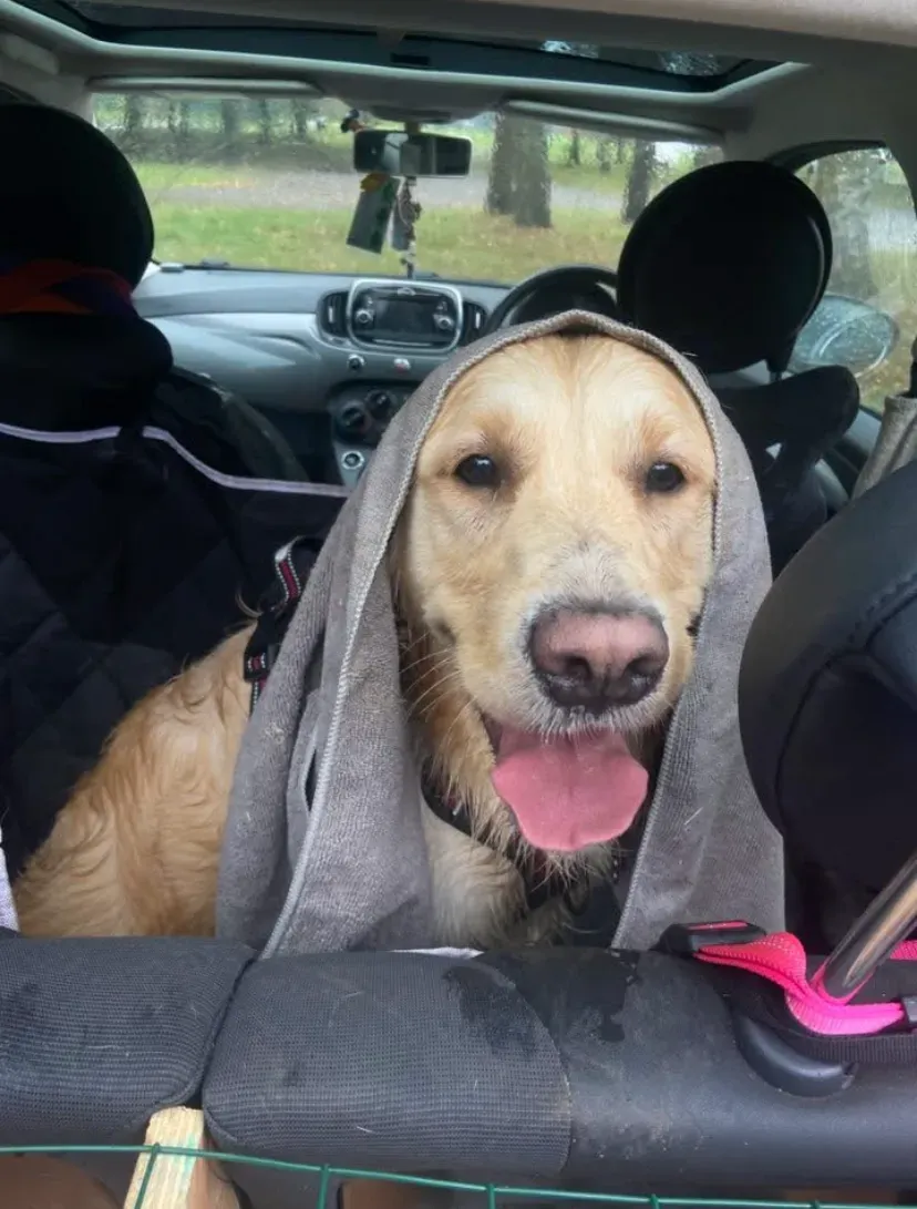 Happy dog on a walk with Chloe's Pet Care