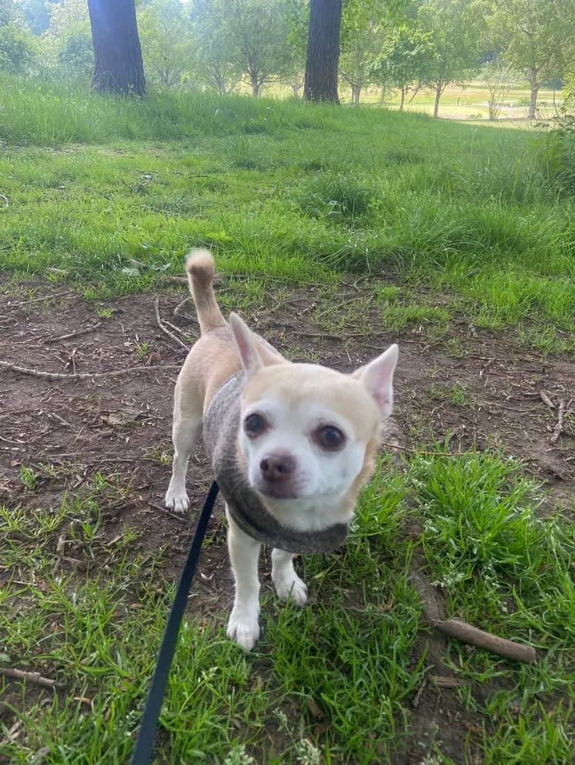 Happy dog on a walk with Chloe's Pet Care