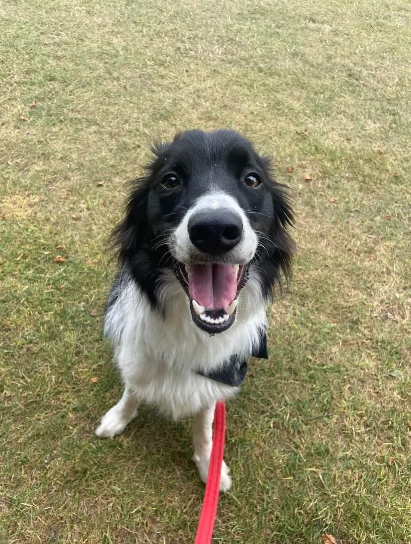 Happy dog on a walk with Chloe's Pet Care