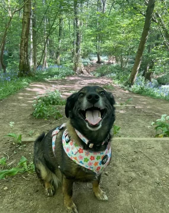 Happy dog on a walk with Chloe's Pet Care
