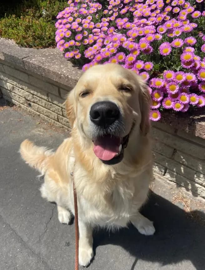 Happy dog on a walk with Chloe's Pet Care