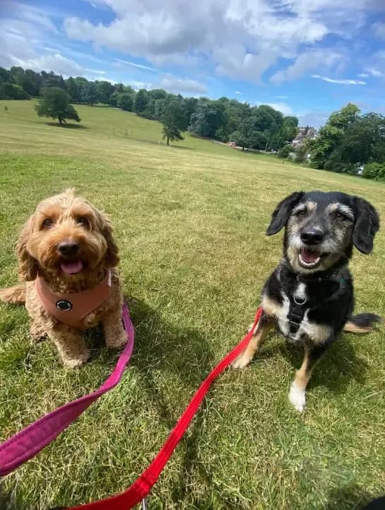 Happy dog on a walk with Chloe's Pet Care