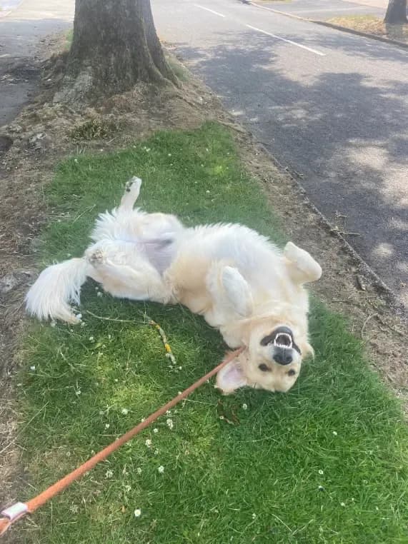 Happy dog on a walk with Chloe's Pet Care