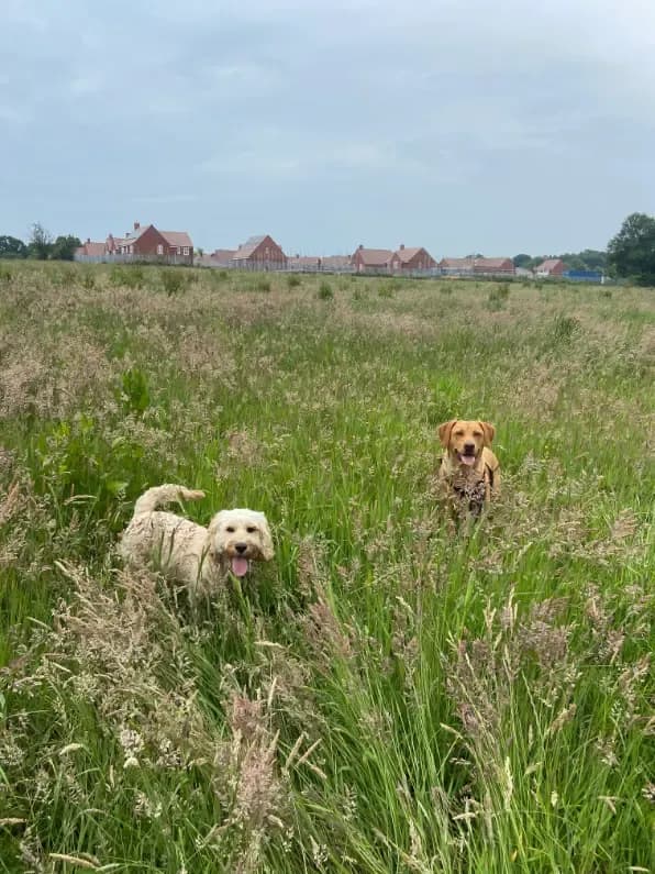 Happy dog on a walk with Chloe's Pet Care